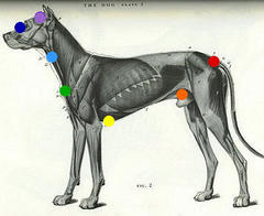 Animal Reiki & Psychic Communication Online Class