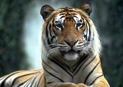 Tiger Reiki Attunement