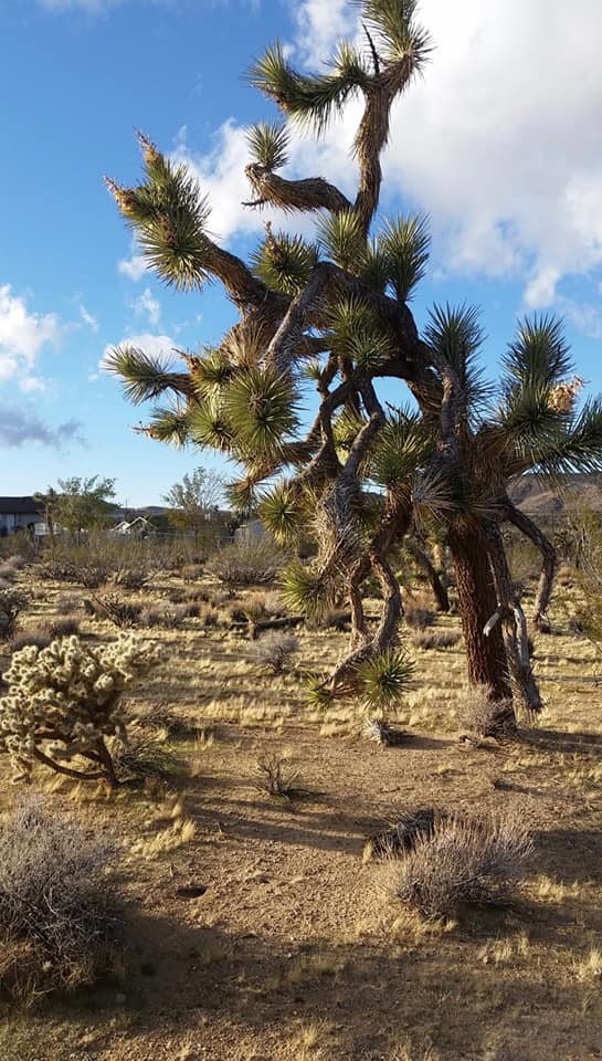 Joshua Tree Journey through the Heart Retreat DEPOSIT