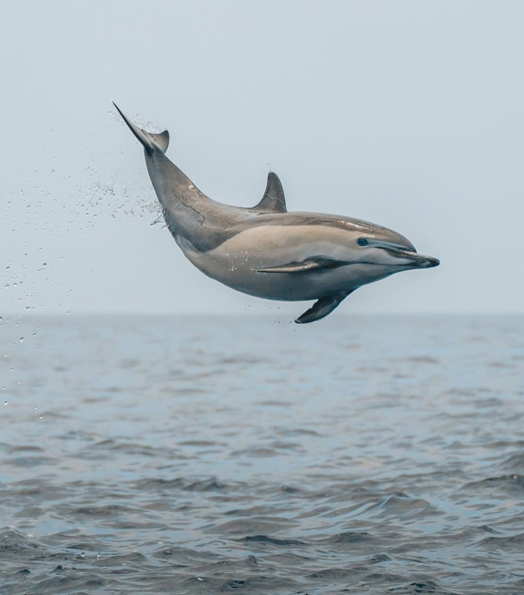 Dolphins of Atlantis